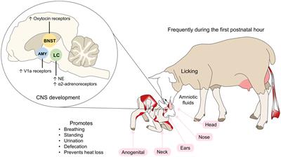 Mother-young bond in non-human mammals: Neonatal communication pathways and neurobiological basis